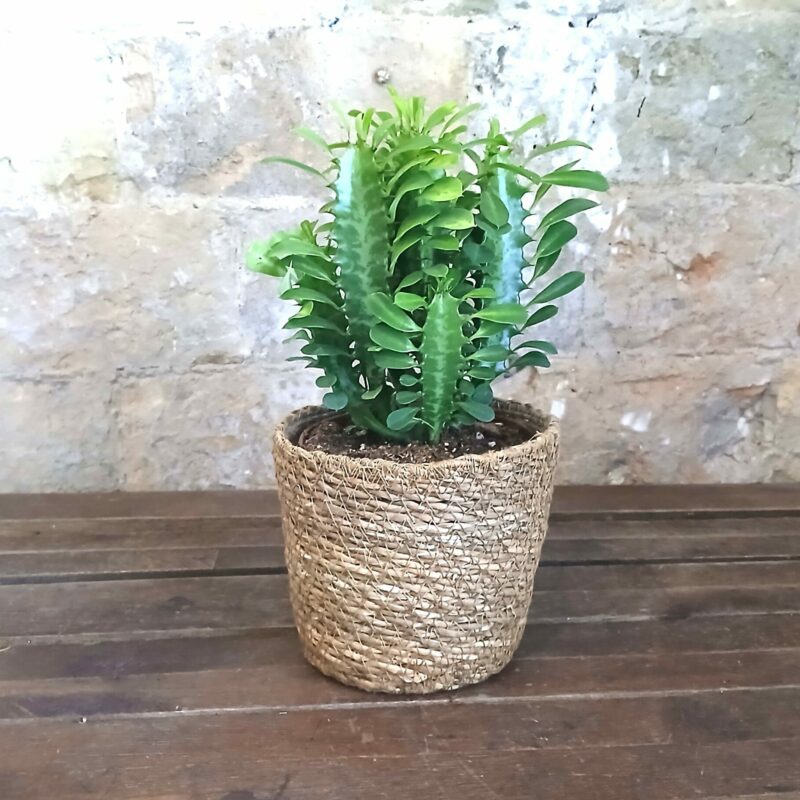 Euphorbia Trigona en cesta de mimbre