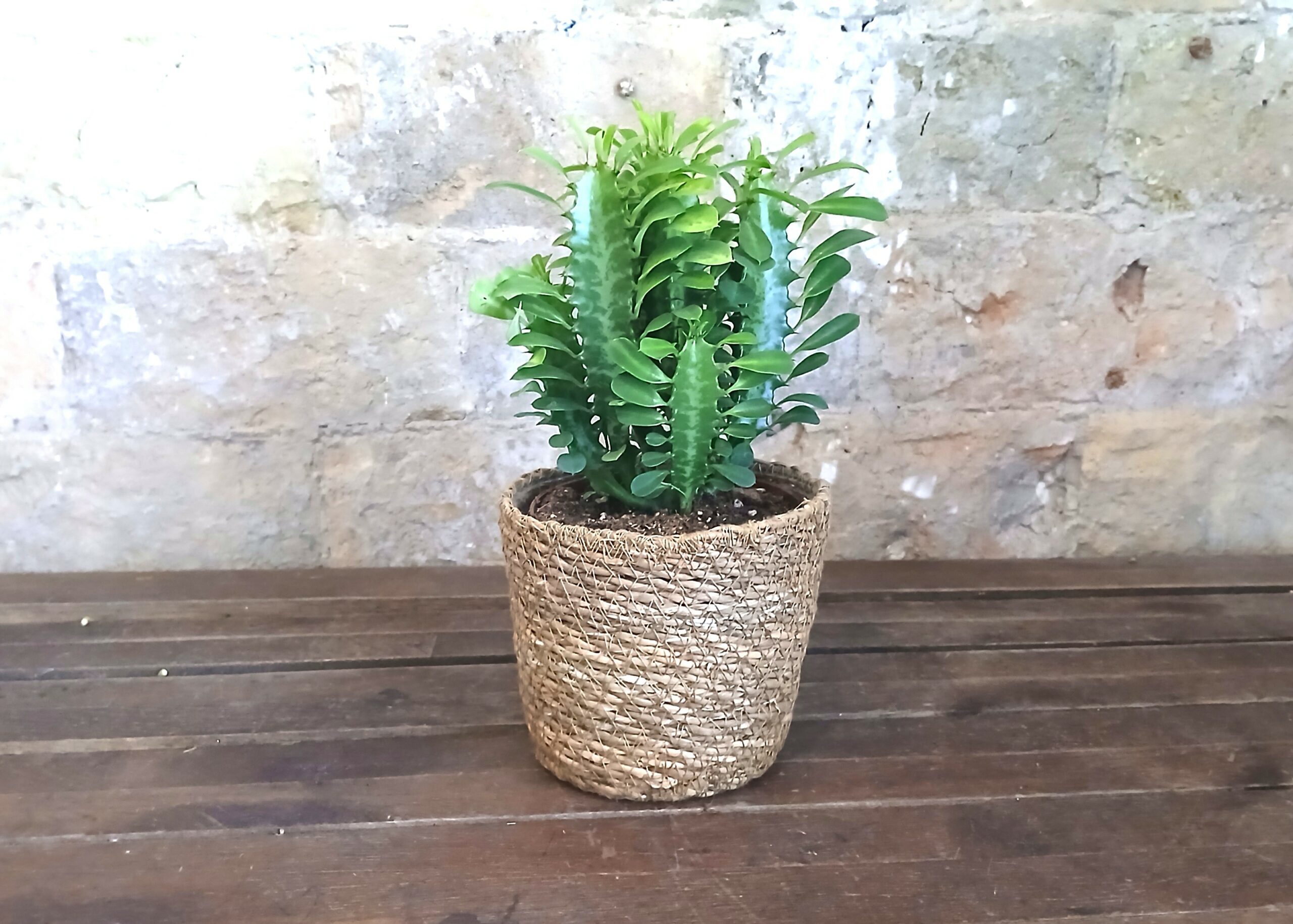 Euphorbia Trigona en cesta de mimbre