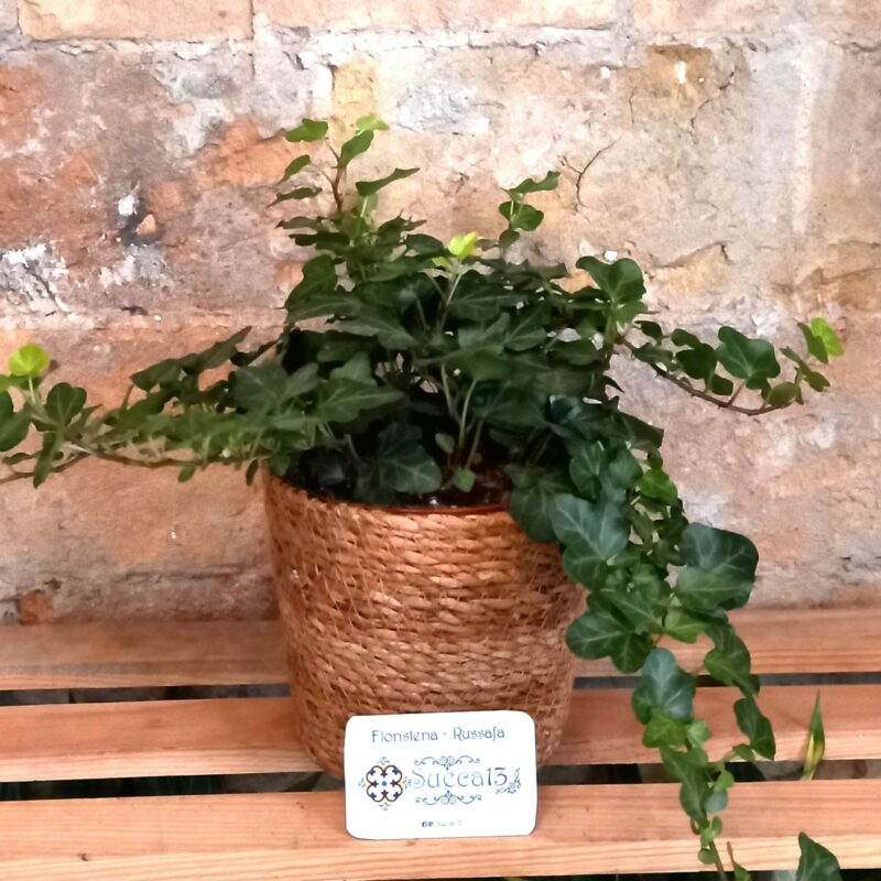 Planta de Hiedra