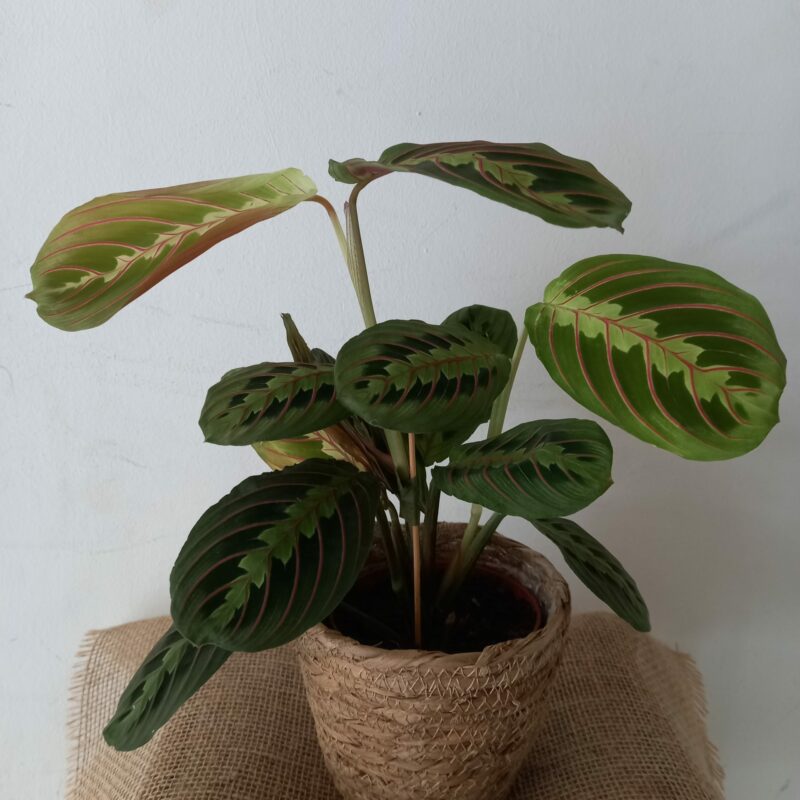 Maranta Fascinator en Cesta de Mimbre
