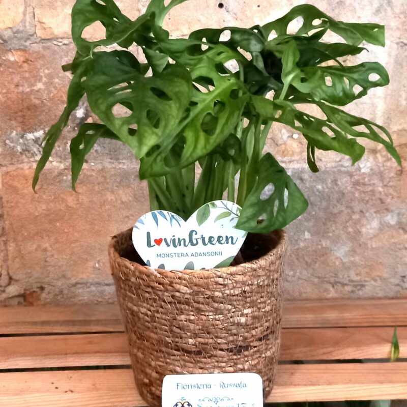 Monstera Oblicua