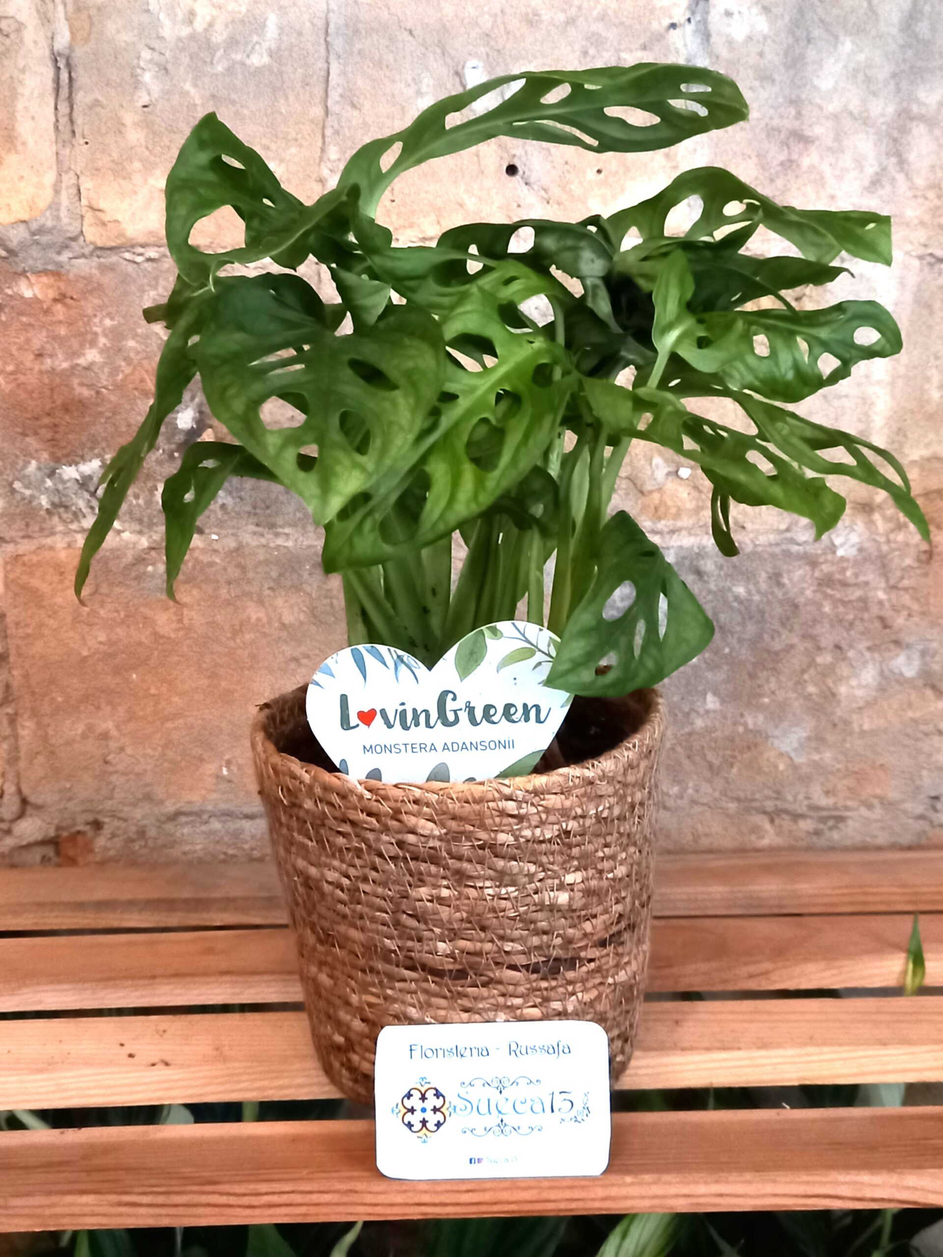 Monstera Oblicua