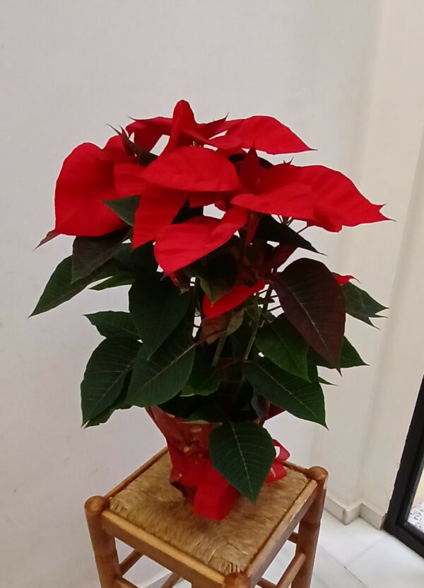 Nadalenca or Flor de Pascua (Poinsettia)