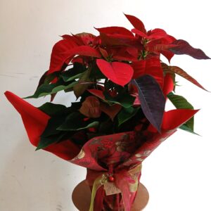 Nadalenca oder Flor de Pascua (Weihnachtsstern)