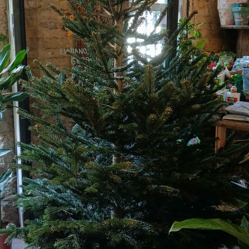 Abeto Navideño 1.75-2 Metros