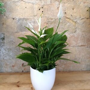 Planta Spathifilium en maceta de cerámica