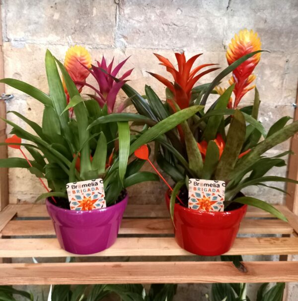 Bromeliads in Ceramic Pots