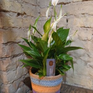 Spathifilium-plante i en flettet kurv