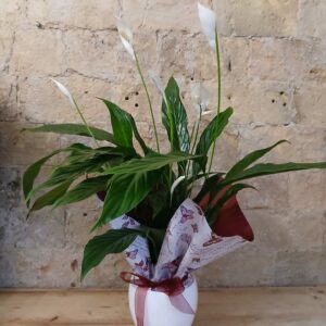 Planta Spathifilium en maceta de cerámica