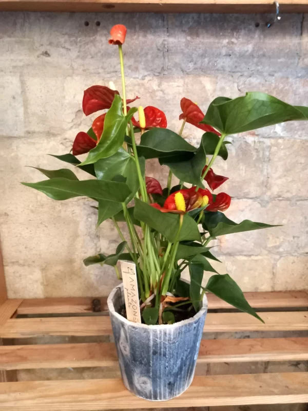 Anthurium Rojo en Maceta de Madera