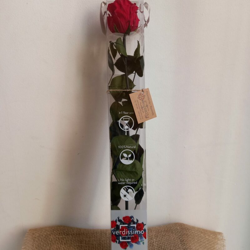 Konserveret rød rose