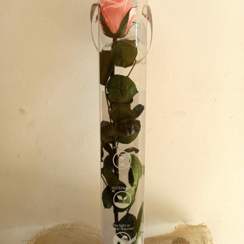 Rose conservée