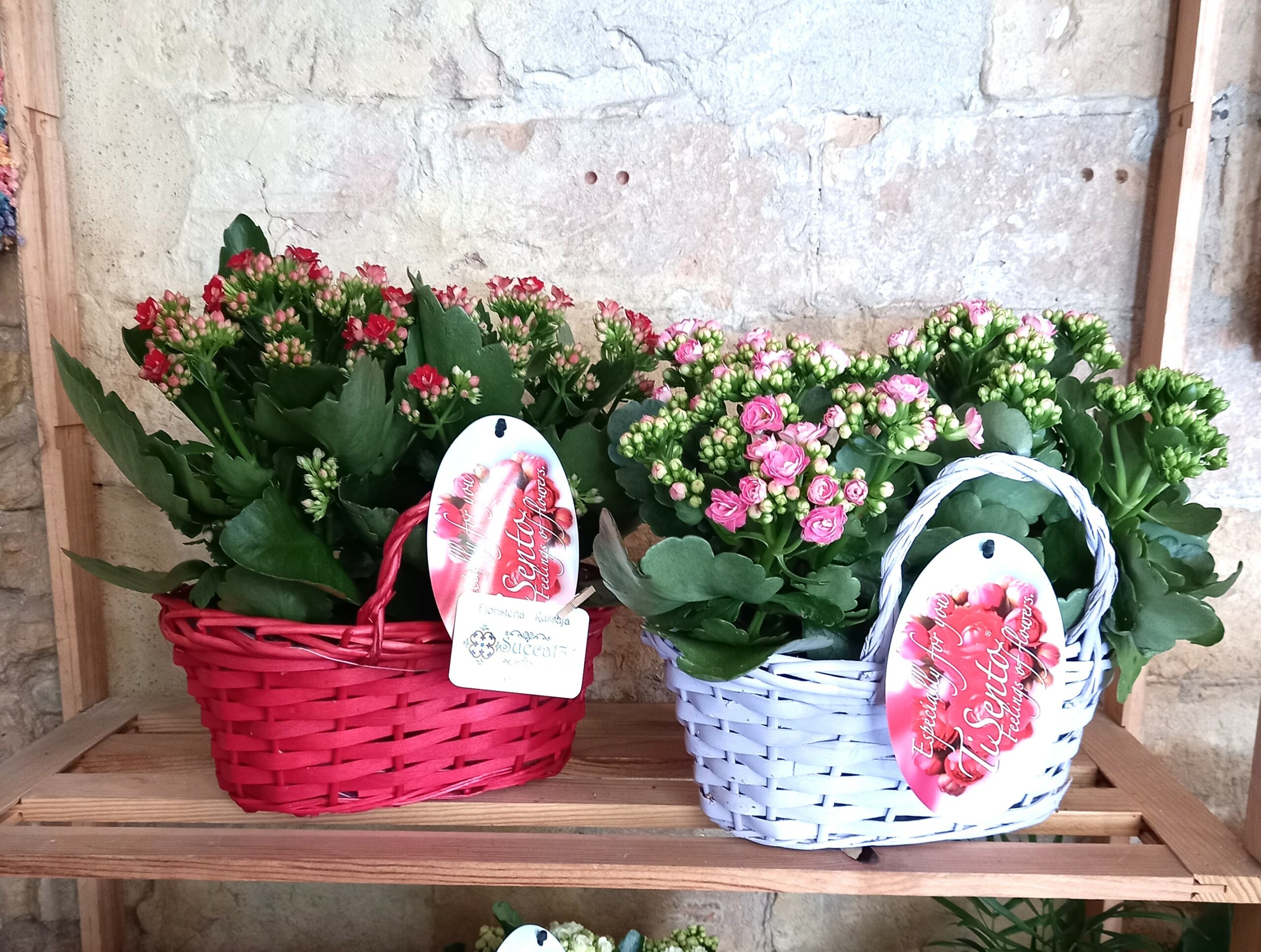 Cesta de Kalanchoes Rosalia
