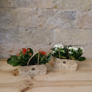 Cestito de Kalanchoes Rosalía