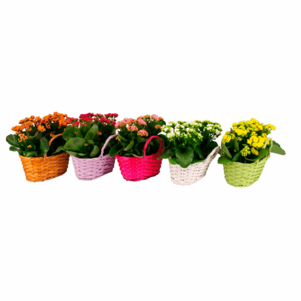 Basket of Kalanchoes Rosalia