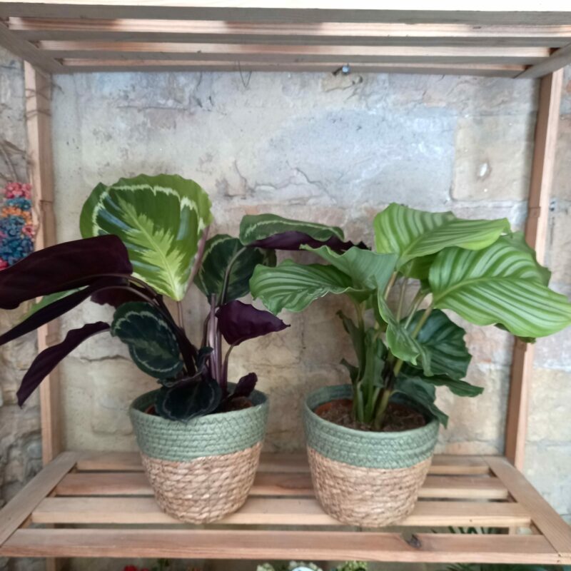 Calatheas