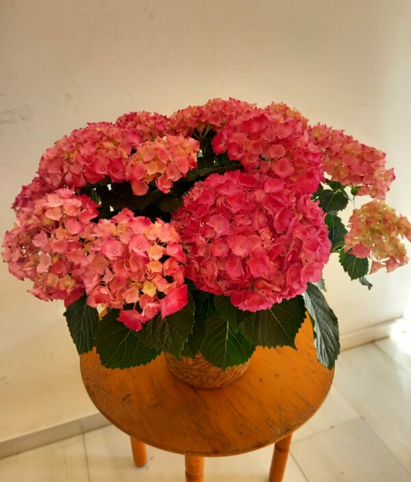 Hydrangea Rose XXL