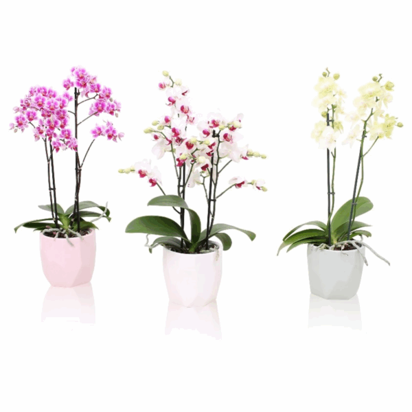 Orquídea en Maceta Cerámica