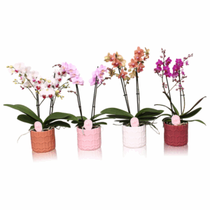 Orquídea en Maceta Cerámica