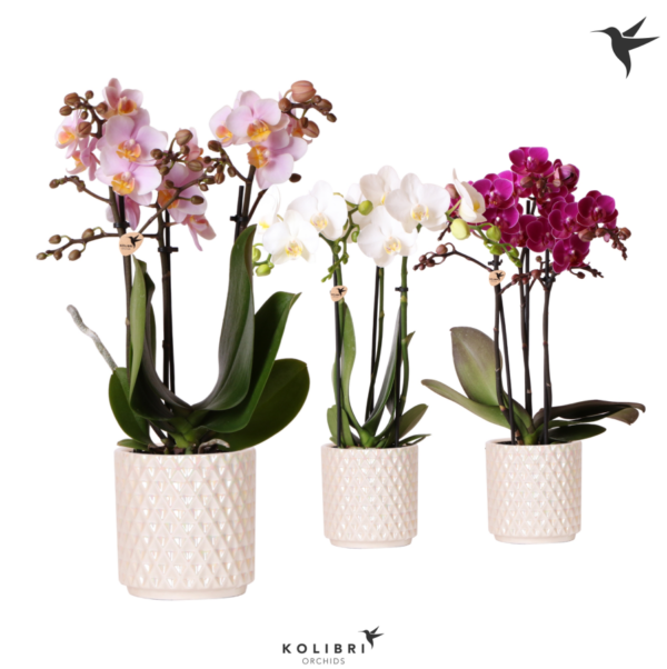 Orquídea en Maceta Cerámica - Imagen 2
