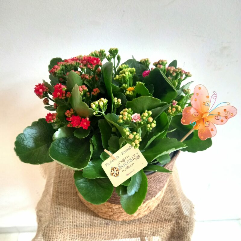 Kalanchoes Tricolor