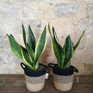 Sansevieria en Cesta Vintage