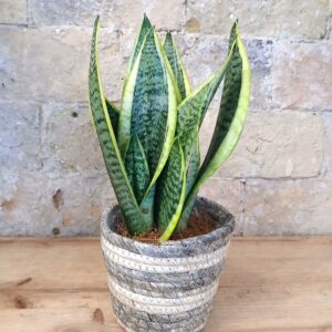 Sanseviera en Cesto de Mimbre