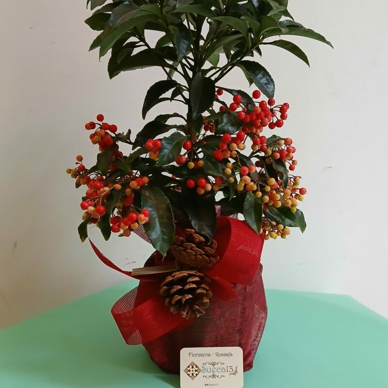 Ardisia Crenata