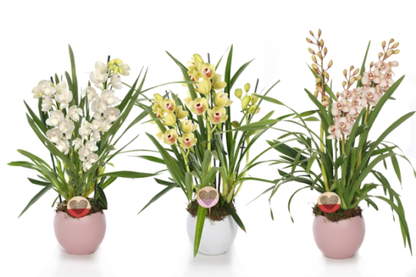 Cymbidium La Coqueta