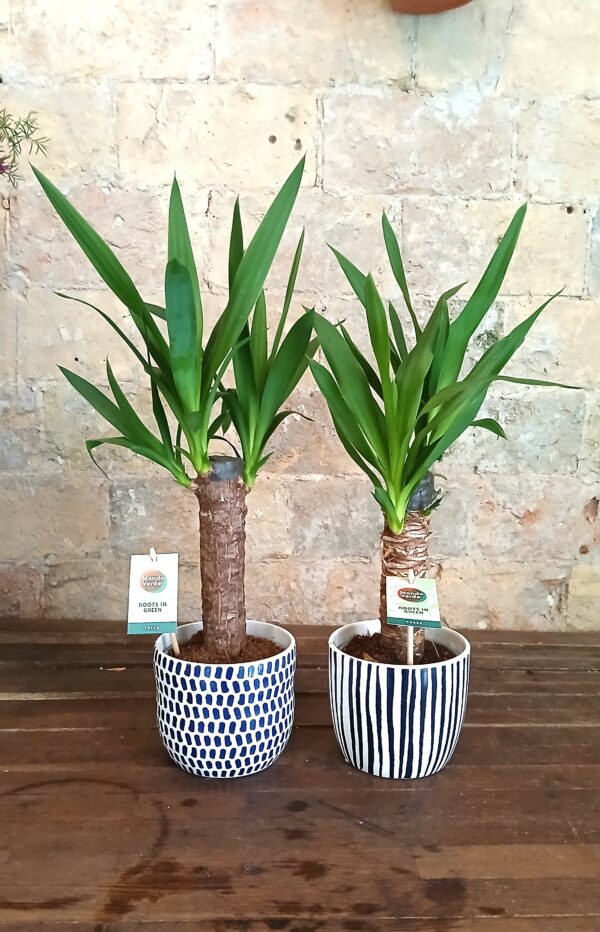 Yucca in Ceramic Pot