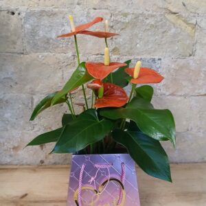 Anthurium in Love