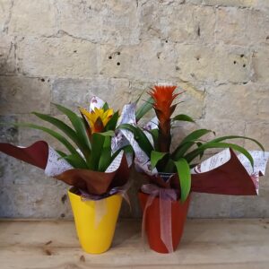 Bromelia en Maceta Cerámica