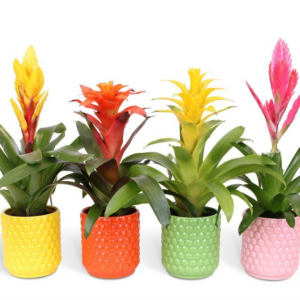 Bromélia en pot de céramique