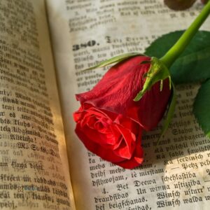 Sant Jordi