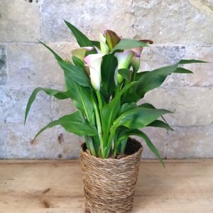 Calas color en cesta de mimbre