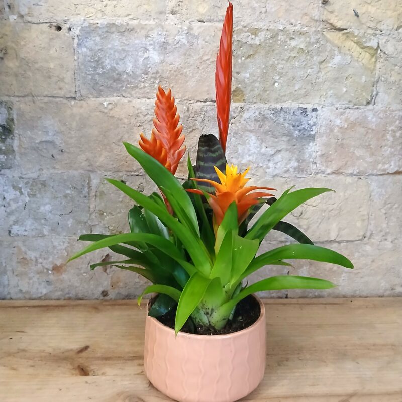 Combo Bromelias en Maceta Cerámica