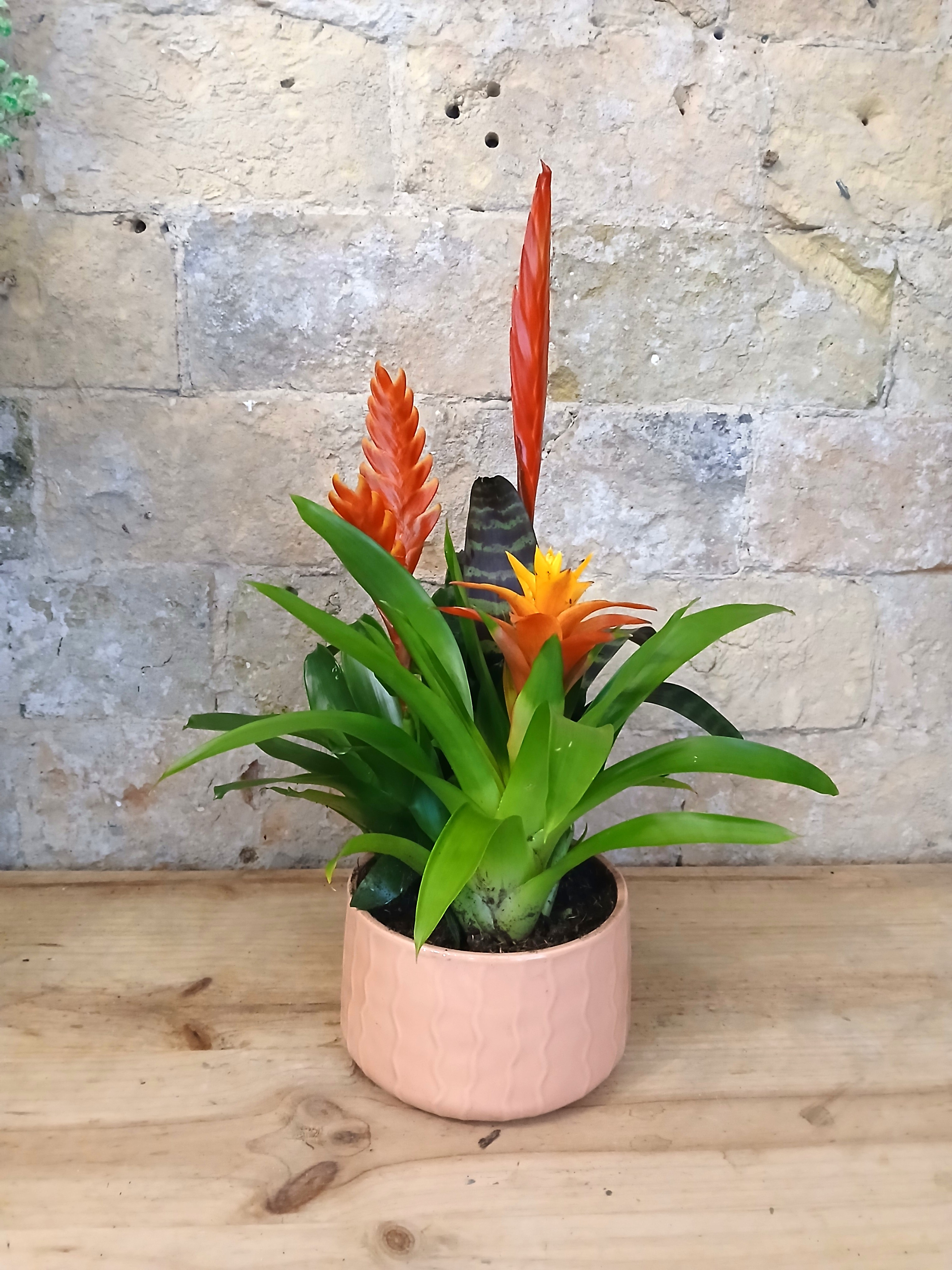 Combo Bromelias en Maceta Cerámica