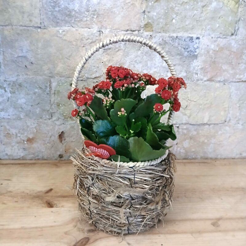 Kalanchoe en cesta nido
