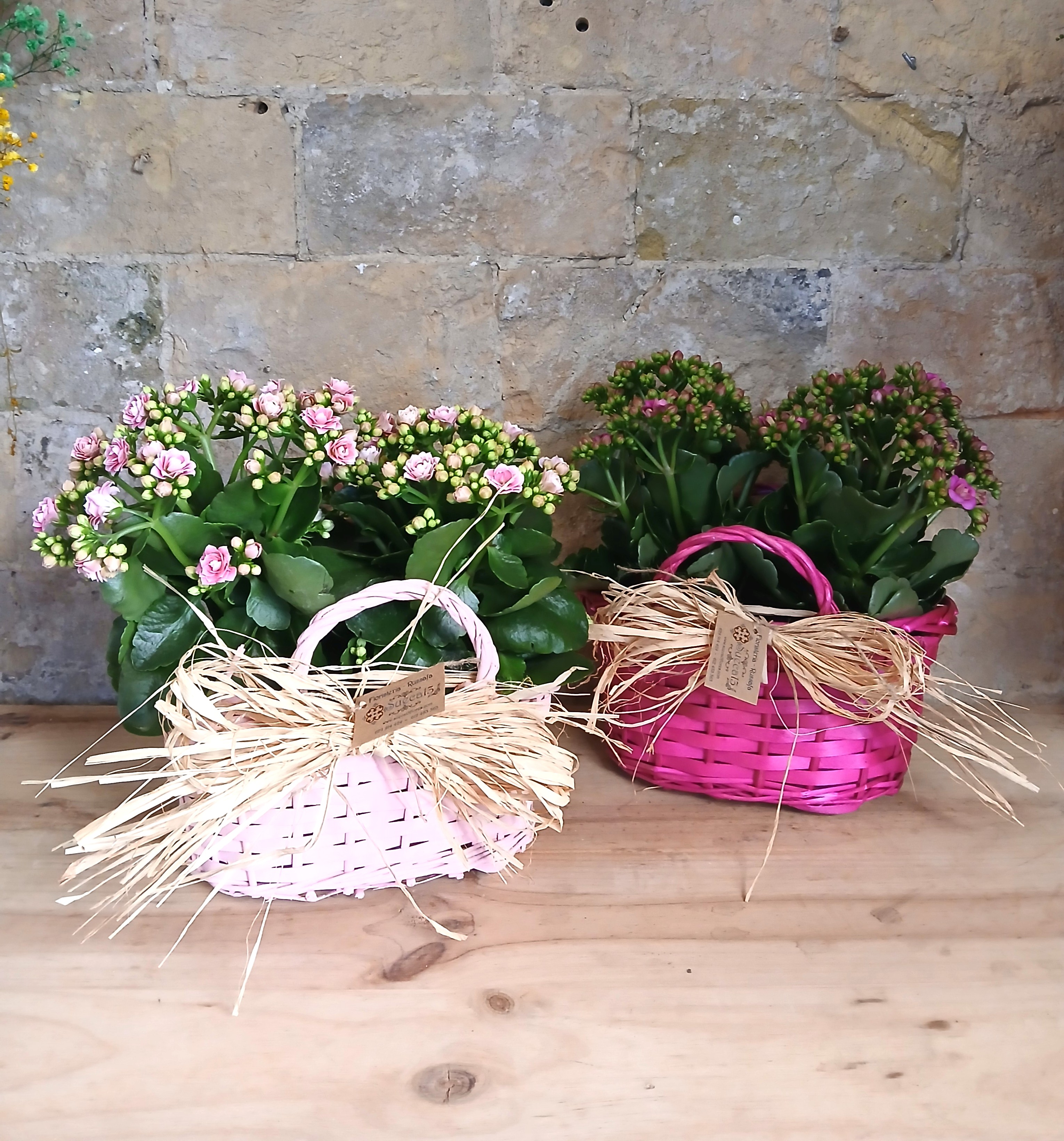 Cestita de kalanchoes