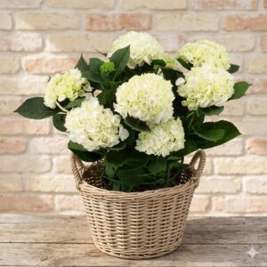 Hortensia Blanca
