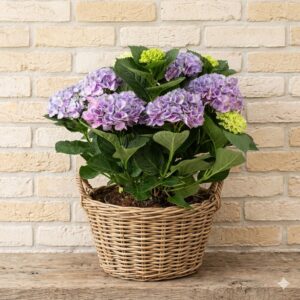 Hortensia Morada