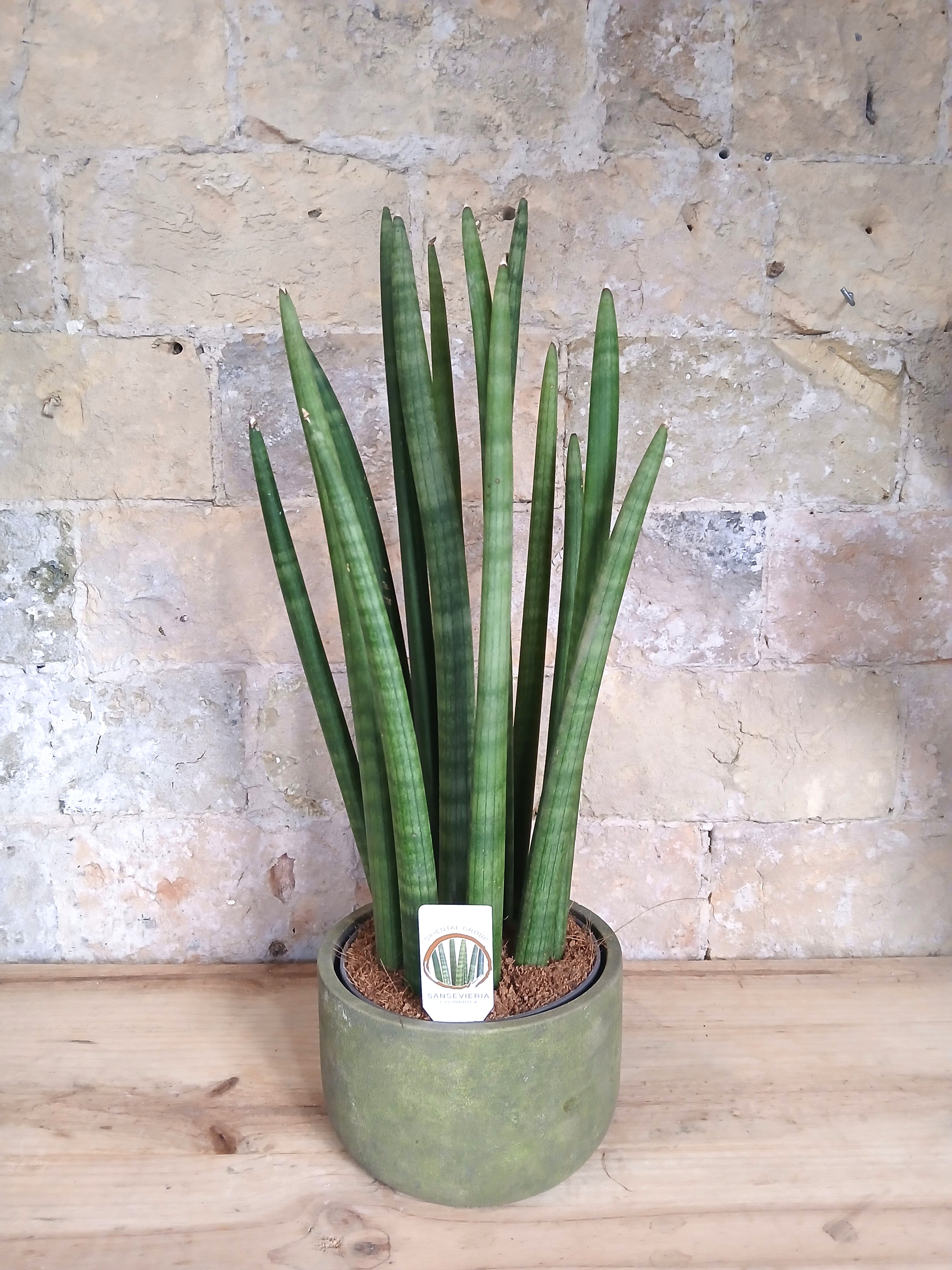 Sanseviera cylindrique dans un pot en terre cuite