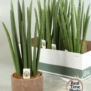 Sanseviera cilíndrica en maceta terracota