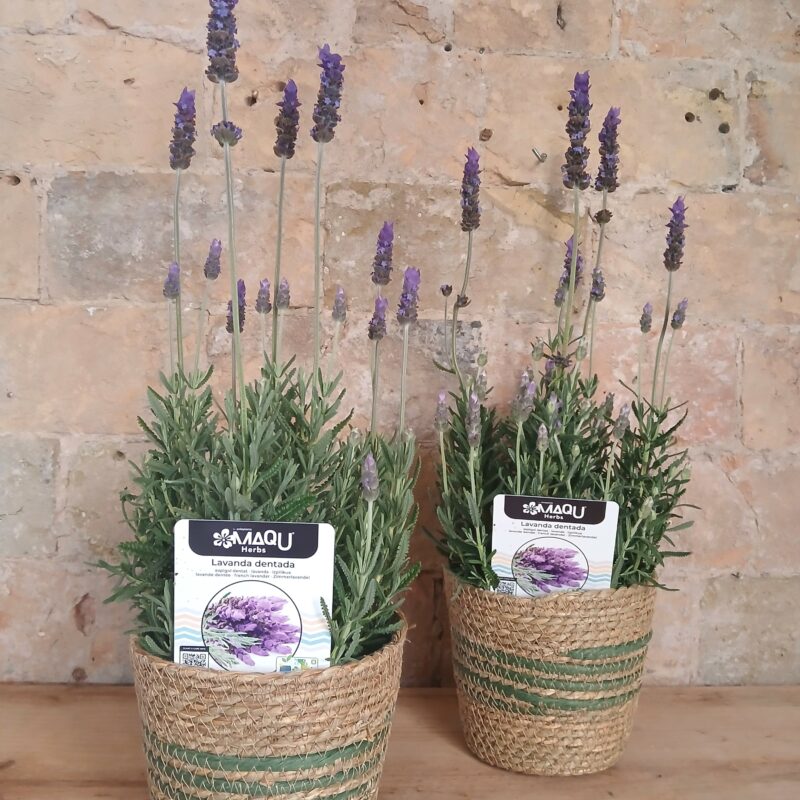 Lavanda en cesto de mimbre