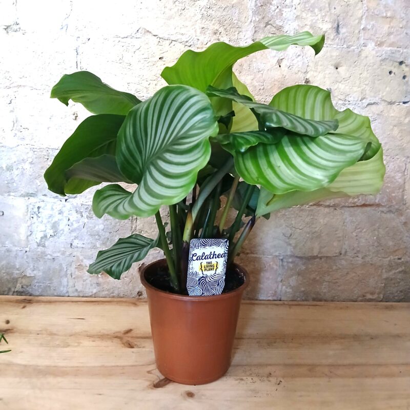 Calathea Orbifolia