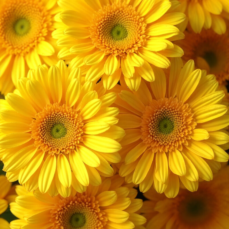 Día de las Flores Amarillas
